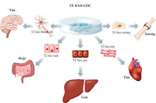Ngân hàng lưu trữ tế bào gốc và viện ứng dụng tế bào gốc tại Hà Nội